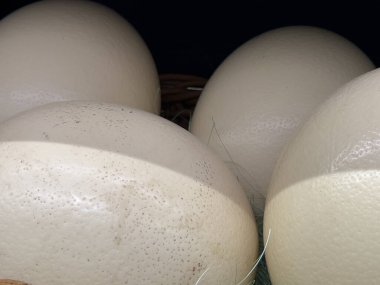 Four large white ostrich eggs are closely positioned, each displaying a smooth surface with subtle variations and imperfections. The natural setting highlights their unique features. clipart