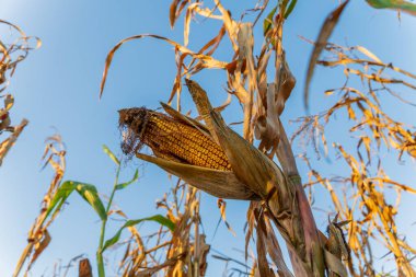 Tek bir mısır koçanı altın mısır tarlasında bir saptan sarkıyor. Güneş parlıyor, etrafındaki kurumuş yaprakları aydınlatıyor, hasat mevsimini işaret ediyor..