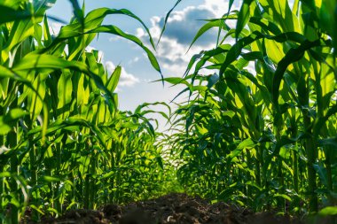 Uzun yeşil mısır bitkileri güneş ışığıyla aydınlatılan gökyüzüne doğru uzanırken, kabarık bulutlar canlı bir yaz manzarasında yukarıda süzülüyorlar..