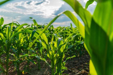 Uzun mısır bitkileri canlı yeşil bir alanda gökyüzüne doğru uzanıyor. Güneş ışığı, yaz tarımının güzelliğini artırmak için araziye sıcak bir ışık saçıyor..
