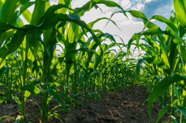 Canlı mısır bitkileri gelişmekte olan bir alanda gökyüzüne doğru uzanıyor, gelişmekte olan güneş ışığını yakalıyorlar. Zengin yeşil yapraklar, sıcak yaz havasında sağlıklı bir büyüme olduğunu gösteriyor..