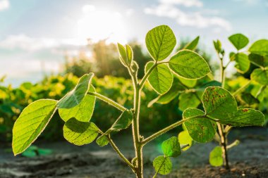 Parlak yeşil soya bitkileri verimli bir tarlada ortaya çıkıyor, sağlıklı yapraklar bahar mevsimi boyunca açık mavi gökyüzünün altında güneşleniyorlar..