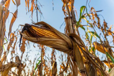 Olgun bir mısır koçanı, kurumuş mısır bitkilerinin yapraklarının arasına yerleşir. Sonbahar hasat mevsiminde parlak mavi gökyüzüne karşı güneşlenir..