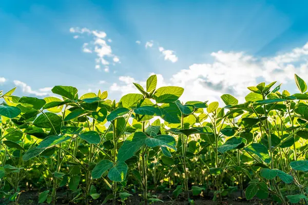Genç soya bitkileri verimli yeşil bir tarlada canlı bir şekilde büyüyorlar. Yazın erken saatlerinde güneşleniyorlar. Yukarıda parlak mavi bir gökyüzü var..