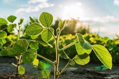 Sağlıklı soya bitkileri güneş ışığında güneşlenir, canlı yeşil yapraklar tarlalarda sergilenir. Sahne yaz başlarındaki büyüme ve canlılığı yakalıyor..
