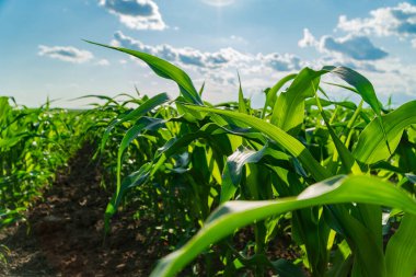 Mısır bitkileri uzun ve yemyeşil bir alanda, güneş ışığıyla aydınlatılmış, parlak mavi bir gökyüzünün altında, dağınık bulutlarla sağlıklı yapraklar sergiliyorlar..