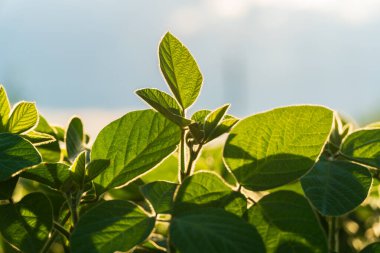 Canlı bir soya fasulyesi tarlasında güneş ışığıyla aydınlatılan sağlıklı yeşil yapraklar, tarımın ilk aşamalarında mahsülün büyüme ve potansiyelini vurguluyor..