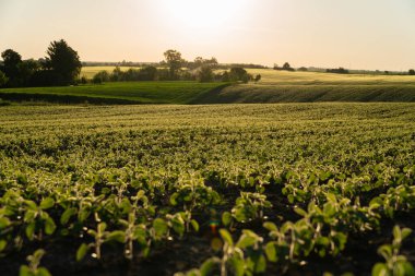 Küçük soya fasulyesi bitkileri, ılık güneş ışığı altında yemyeşil bir alanda serpilmiş ve sakin bir kırsal alana karşı erken büyüme aşamalarını sergiliyorlar..