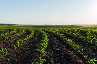 Canlı bir mısır tarlası sabahın erken saatlerinde altın ışığın altında gelişir, sakin kırsal bölgelerdeki zengin, karanlık topraktan genç bitkiler çıkar..