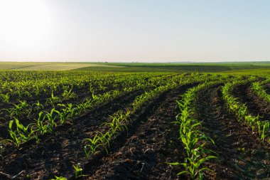 Genç mısır bitkilerinin sıraları zengin topraklarda gelişir, güneş geniş tarım arazilerine sıcak bir parıltı saçarak büyümeye ve bolluğa davetiye çıkarır..