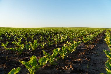 Canlı şeker pancarları zengin topraklarda büyür, alacakaranlıkta hafif bir ışıkla yıkanır. Geniş arazi, doğa ve çiftçiliğin uyumunu vurguluyor..