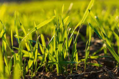 Taze yeşil çimenler yukarı doğru uzanıyor, sabah güneşiyle güzelce aydınlatılıyor. Zemin zengin ve toprağımsı. Baharın başlarında doğanın büyümesini ve canlılığını vurguluyor..