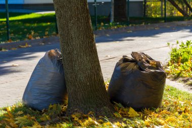 Düşen yapraklarla dolu siyah torbalar kaldırımdaki bir ağacın yanında oturur. Zemin rengarenk sonbahar yapraklarıyla kaplı. Gün ışığında sakin ve düzenli bir manzara yaratıyor..