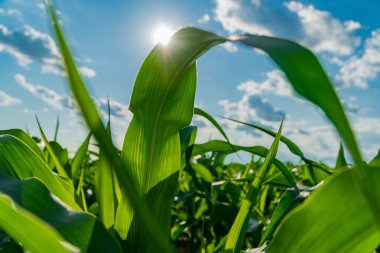 Bereketli bir mısır tarlasında, güneş ışığı yaprakların arasından akar, güzel bir ışık ve gölge etkileşimi yaratır. Gökyüzü kabarık bulutlarla süslenip, daha da güzel hale getirilmiştir..