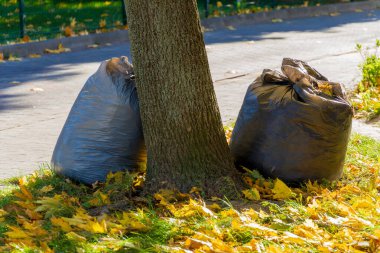Siyah çöp torbaları park yolunda sağlam bir ağaca yaslanıyor. Varlıkları, açık mavi gökyüzünün altında çimlere saçılmış canlı sonbahar yapraklarıyla çelişiyor..