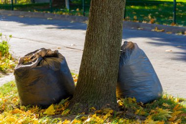 Siyah çöp torbaları, düşen sonbahar yapraklarıyla çevrili bir parkta, bir ağaca yaslanır. Sahne, doğanın güzelliğini ve canlı renklere karşı çöplerin kontrastını yakalıyor..
