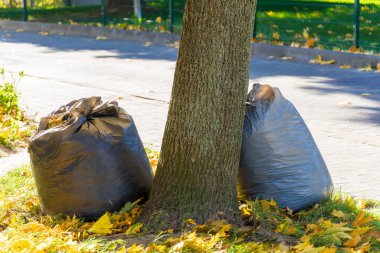 Siyah çöp torbaları güneşli bir günde şehir parkında, yapraklarla çevrili bir ağacın yanına konur. Çantalarda toplanan atıklar var, atılmayı bekliyorlar..