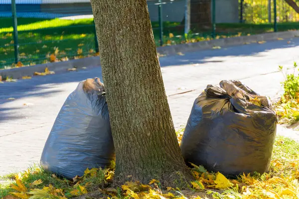 Şehir kaldırımı boyunca bir ağacın yanına çok sayıda siyah çöp torbası konur. Parlak sarı yapraklar etrafa dağılır, sonbahar mevsiminde kentsel bir ortamı vurgular..