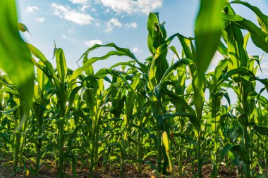 Uzun mısır sapları, batan güneşin sıcacık parıltısının altında canlı yeşil bir tarlada gökyüzüne uzanır. Bu gelişen mahsul gayretli çiftçiliği ve doğanın döngülerinin cömertliğini temsil ediyor..