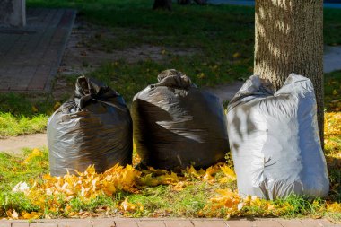 Üç siyah çöp torbası parkta bir ağacın yanında oturuyor. Sarı ve turuncu yaprakların arasına yerleştirilirler. Sonbaharın çevre üzerindeki etkisini vurgularlar..