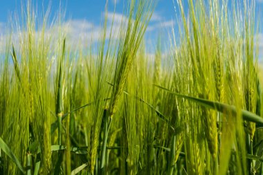 Bereketli yeşil arpa ve çavdar tarlaları meltemde hafifçe sallanıyor, açık mavi gökyüzünün altında gıda üretimi ve çiftçiliğe adanmış sakin bir kırsal alanda gelişiyor..