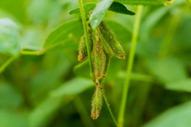 Canlı bir kırsal alanda, soya fasulyesi bitkileri yemyeşil yapraklar ve gelişmekte olan kapsüller sergiler. Sahne, tarımsal gelişimin özünü ve doğanın güzelliğini yakalıyor..
