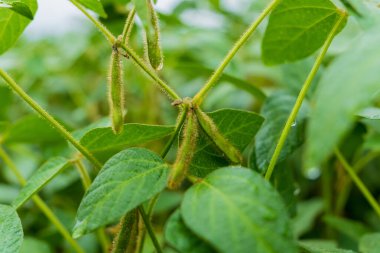 Soya bitkileri kırsal bir alanda gelişiyor, yeşil yapraklar sergileniyor ve kozalar geliştiriliyor. Bu canlı sahne hasat zamanı tarımsal yaşamın özünü yakalar..