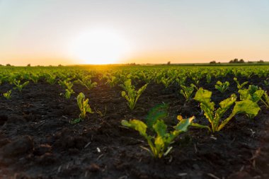 Güneş canlı bir tarla üzerinde batarken, genç şeker pancarı bitkileri karanlık topraklarda gelişir. Peyzaj gösterileri alacakaranlıkta mahsul yetiştirmeyi amaçlıyor..