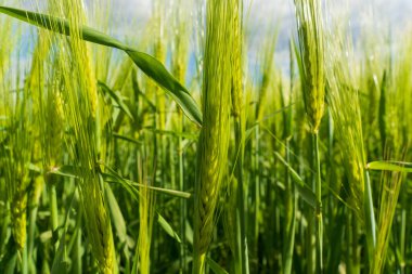 Canlı yeşil buğday ve arpa bitkileri kırsal bir tarım alanında gelişir. Ekinler, açık mavi gökyüzünün zeminine karşı sağlıklı bir büyüme sergiliyor, doğanın ve çiftçiliğin güzelliğini vurguluyor..