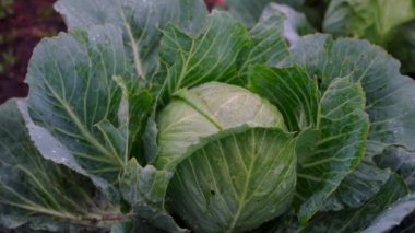 Yeni hasat edilmiş bir lahanaya yakından bakınca canlı yeşil yaprakları organik bir bahçede ortaya çıkıyor. Sağlıklı bitki sürdürülebilir tarım uygulamalarındaki bakımı yansıtır.