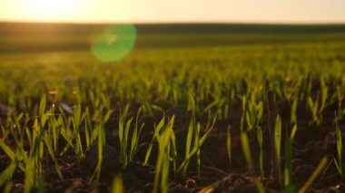 Sabahın erken saatlerinde kırsal bir kış tarlasında genç buğday filizleri ön plana çıkar. Canlı yeşil yapraklar zengin topraktan yükseliyor, büyümeyi ve tarımın güzelliğini gösteriyor.
