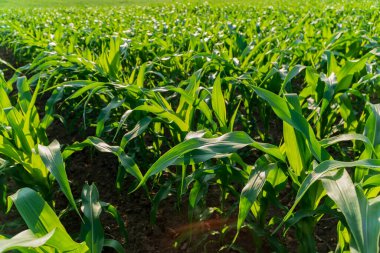 Genç mısır bitkilerinin sıraları toprağı kaplıyor, canlı yeşil yaprakları güneşe doğru uzanıyor. Bu gelişen alan kırsal kesimdeki tarım hayatının güzelliğini gözler önüne seriyor..