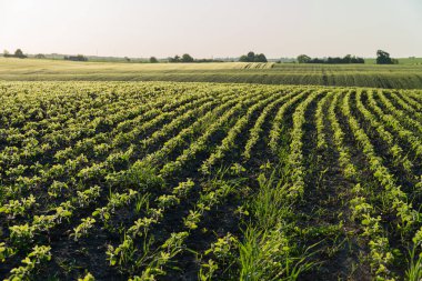Canlı yeşil ekinler, öğleden sonra aydınlığında engin bir gökyüzü altında düzenli ve paralel sıralarda yetişir..