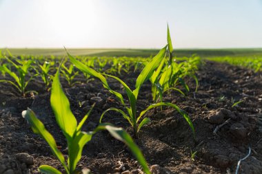 Yeşil mısır filizleri zengin topraktan çıkar, sıcak güneş ışığıyla yıkanır ve tarım gelişiminin ilk aşamalarında büyümenin sinyallerini verir..