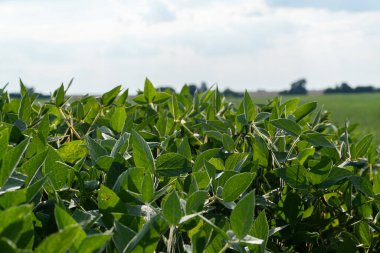 Parlak yeşil soya yaprağı ön zemini doldururken, açık bir alan güneşli bir öğleden sonrayı işaret eden yumuşak, bulutlu bir gökyüzünün altında uzanıyor..