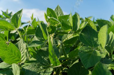 Canlı yeşil soya bitkileri güneşli bir kırsal alanda gelişir, yaz ortasında sağlıklı yapraklar ve açık mavi gökyüzü sergilerler..