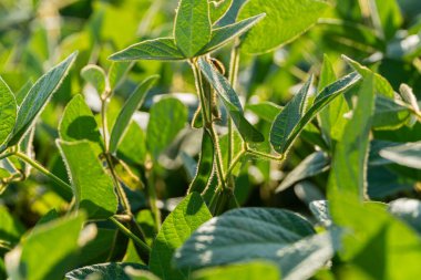 Güneş ışığı yemyeşil soya bitkilerinin arasından süzülür, verimli bir tarlada canlı yeşil yapraklar sergiler..