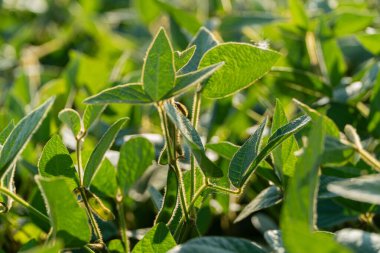 Canlı soya bitkileri, sıcak bir öğleden sonra yemyeşil bir tarlada parlak güneş ışığı altında gelişerek sağlıklı bir büyüme gösterirler..