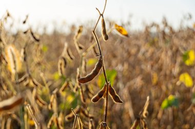 Sağlıklı soya bitkileri altın ışıkta gelişir, olgun tohumlar sergilenir güzel bir sonbahar öğleden sonrasında hasat için hazır olurlar..