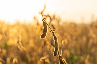 Soya çekirdekleri güneş ışığıyla aydınlanan bir tarlada dimdik durur ve canlı altın kapsüllerini hasat mevsiminin geç saatlerinde sergilerler..