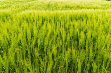 Canlı buğday tarlaları rüzgarda dans eden uzun yeşil sapları gösteriyor ilkbaharın sonlarında, doğal güzelliklerle çevrili..
