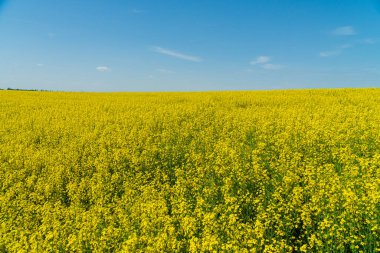 Sarı çiçeklerden oluşan canlı bir tarla güneşli mavi bir gökyüzünün altında açar. Doğanın güzelliğini gözler önüne serer..