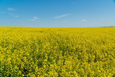 Parlak mavi bir gökyüzünün altında güneşli bir baharda hayat dolu sarı çiçeklerle kaplı engin bir tarla uzanır..