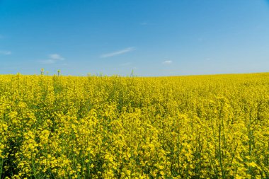 Uçsuz bucaksız, parlak sarı çiçekler mavi bir gökyüzünün altına yayılır ve kırsal bir alanda baharın güzelliğini gösterir..