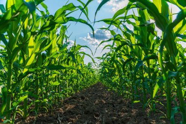 Uzun mısır bitkileri gökyüzüne doğru uzanıyor, alanı canlı yeşil yapraklarla doldururken güneş ışığı manzarayı aydınlatıyor..