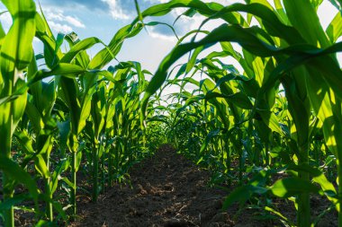 Parlak mavi gökyüzüne doğru uzanan canlı yeşil mısır bitkileri kırsal bir alanda güneş ışığıyla aydınlatılıyor..