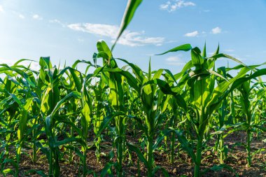 Mısır bitkileri, bereketli bir tarlada mavi gökyüzüne doğru uzanır, parlak yaz güneşiyle aydınlanır, tarımın güzelliğini gözler önüne serer..
