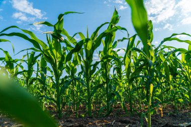 Mısır bitkileri açık mavi gökyüzünün altında parlak, güneşli bir alanda yemyeşil yapraklarını ve sağlıklı büyümelerini sergilerler..