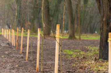 Genç ağaç fidanları çamurlu bir orman bölgesinde ahşap kazıklarla güvence altına alınır. Doğanın ilkbaharın başlarında uyanması gibi..