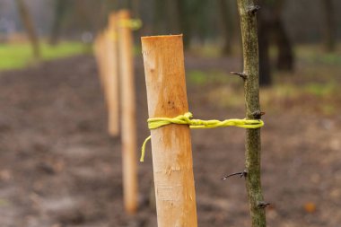 Genç ağaçlara bağlı ahşap kazıklar parktaki büyümelerine yardımcı oluyor ve yerel yeşil alanları geliştirme çabalarını sergiliyor..